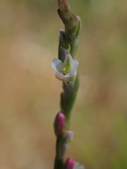 Polygonum argyrocoleon