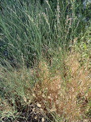 Polygonum argyrocoleon