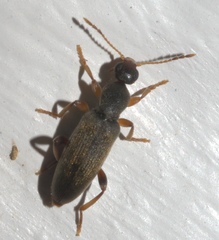 Macratria murina