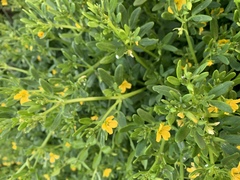 Roepera billardierei