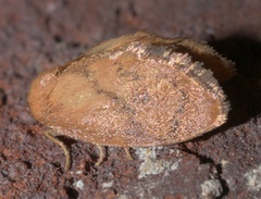 Heterogenea shurtleffi