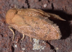 Heterogenea shurtleffi