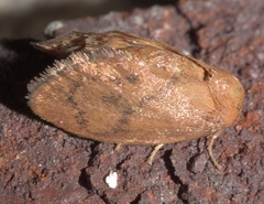 Heterogenea shurtleffi