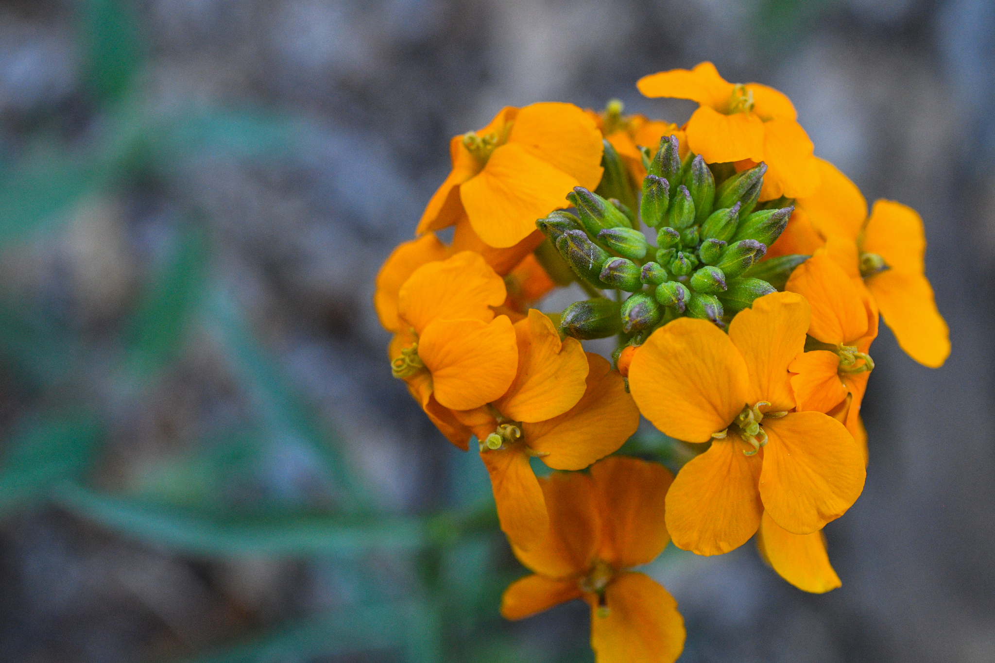 Erysimum capitatum var. capitatum