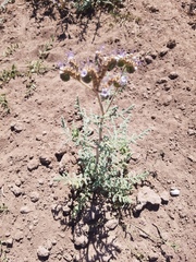 Phacelia alba