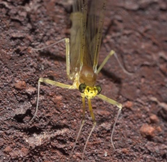 Stenacron interpunctatum interpunctatum