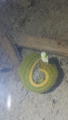 Whitmania edentula