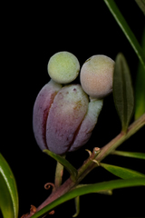 Podocarpus spinulosus