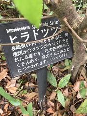 Rhododendron × pulchrum