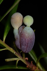 Podocarpus spinulosus