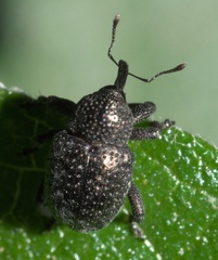 Chalcodermus aeneus