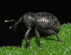 Chalcodermus aeneus