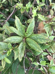 Rhododendron × pulchrum