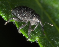 Chalcodermus aeneus