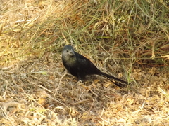 Crotophaga sulcirostris