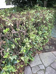 Rhododendron × pulchrum