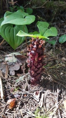 Kopsiopsis hookeri
