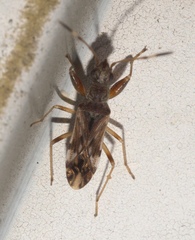 Neopamera albocincta