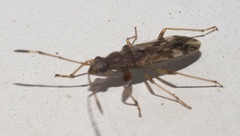 Neopamera albocincta