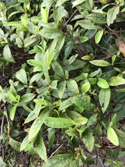Rhododendron × pulchrum