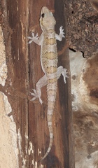Hemidactylus kangerensis