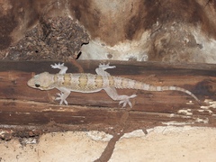 Hemidactylus kangerensis