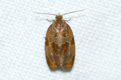 Clepsis listerana