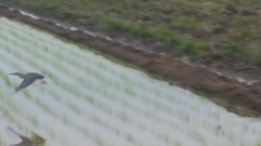 Nycticorax nycticorax