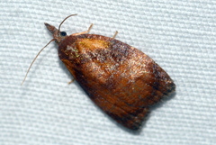Cenopis diluticostana