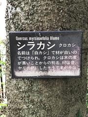 Quercus myrsinifolia