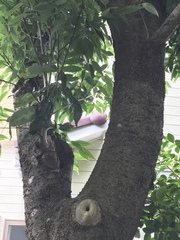 Quercus myrsinifolia