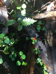 Nertera dichondrifolia