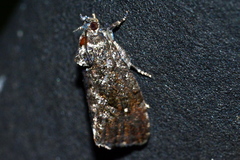 Gymnandrosoma punctidiscanum