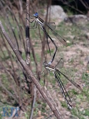 Archilestes
