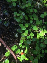 Nertera dichondrifolia