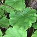 Smallflower Miterwort - Photo (c) Robert Johnson, some rights reserved (CC BY-NC), uploaded by Robert Johnson