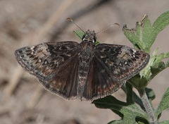 Erynnis afranius