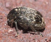 Bruchus - Photo (c) Robert Webster, some rights reserved (CC BY-SA), uploaded by Robert Webster
