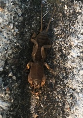 Neoscapteriscus borellii