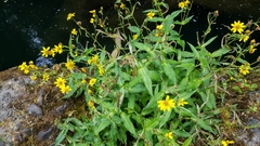 Arnica amplexicaulis