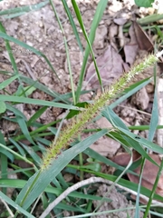 Setaria macrostachya