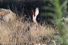 Lepus californicus bennettii