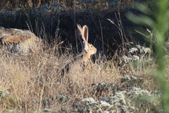 Lepus californicus bennettii