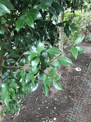 Camellia sasanqua