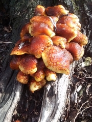 Pholiota glutinosa