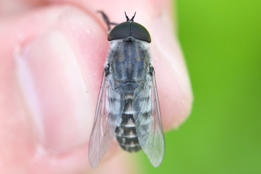 Tabanus fairchildi
