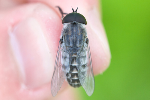 Tabanus fairchildi
