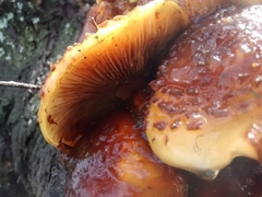 Pholiota glutinosa