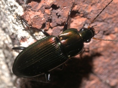 Poecilus chalcites