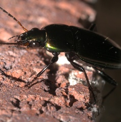 Poecilus chalcites